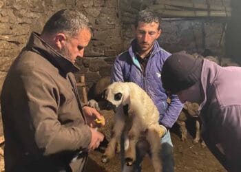 Beyşehir’de küçükbaş hayvanlara yönelik sağlık taraması