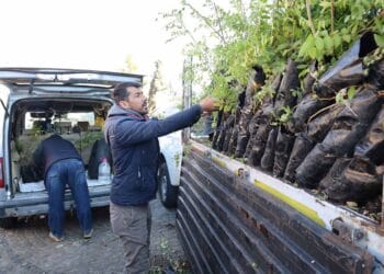 Konya’da çiftçilere su tasarrufu sağlayan sumak desteği
