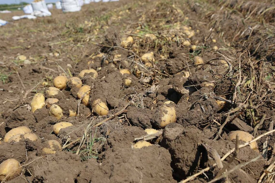 Fotoğraf: İhlas Haber Ajansı (İHA)