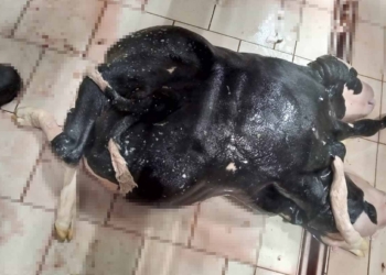 Karapınar’da 6 ayaklı ve 2 başlı buzağı doğdu
