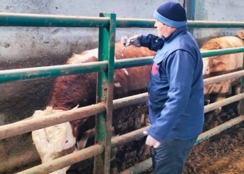Fotoğraf: İhlas Haber Ajansı (İHA)