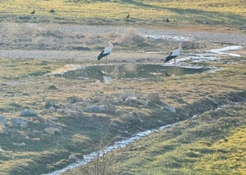 Fotoğraf: İhlas Haber Ajansı (İHA)