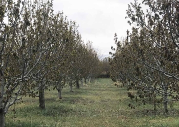Fotoğraf: İhlas Haber Ajansı (İHA)