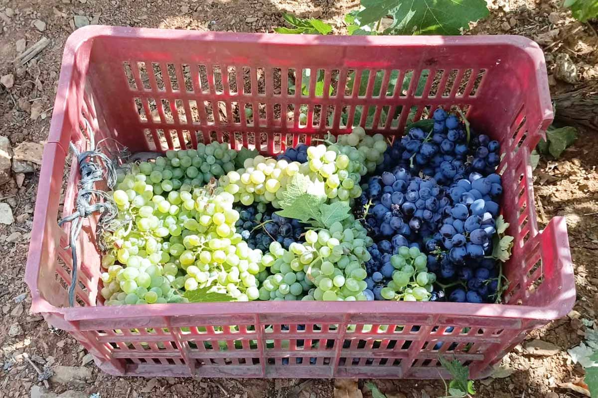 (Fotoğraf: Derya Çetin / İhlas Haber Ajansı / İHA)