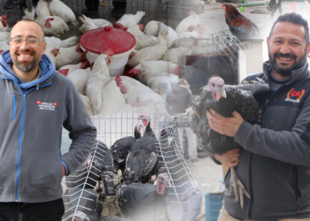 Tavuk pazarındaki esnaftan belediye başkanlarına düzenleme talebi