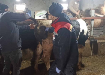 Beyşehir’de şap ile mücadele sürüyor