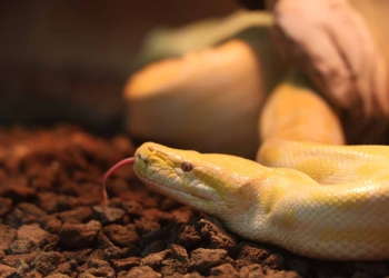 Denizli’de el konulan albino Burma pitonu Konya’da koruma altına alındı