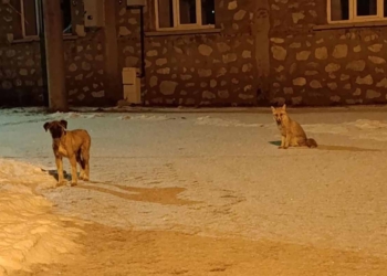 Hadim’de tilki ile sokak köpeğinin dostluğu görenleri şaşırttı