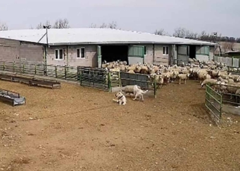 Karapınar’da çiftliğe giren sokak köpeği koyunları kovaladı
