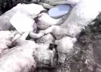 Akşehir Belediye Başkanı Nuri Köksal’tan köpek ölüleri paylaşımına tepki