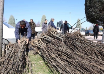 Konya’da çiftçilere 23 bin 530 fidan dağıtılacak