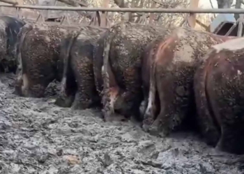 Konya’da sosyal medyadaki hayvancılık görüntülerine inceleme başlatıldı