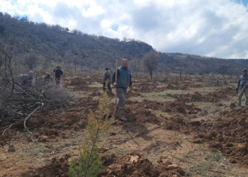 Bozkır’da atıl araziler ağaçlandırmayla yeniden hayat buluyor