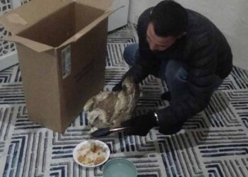 Karapınar’da yaralı kızıl şahin koruma altına alındı