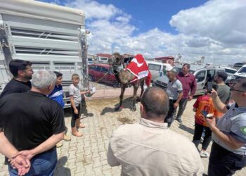 Konya’daki kurban pazarında 780 kiloluk deve ilgi odağı oldu