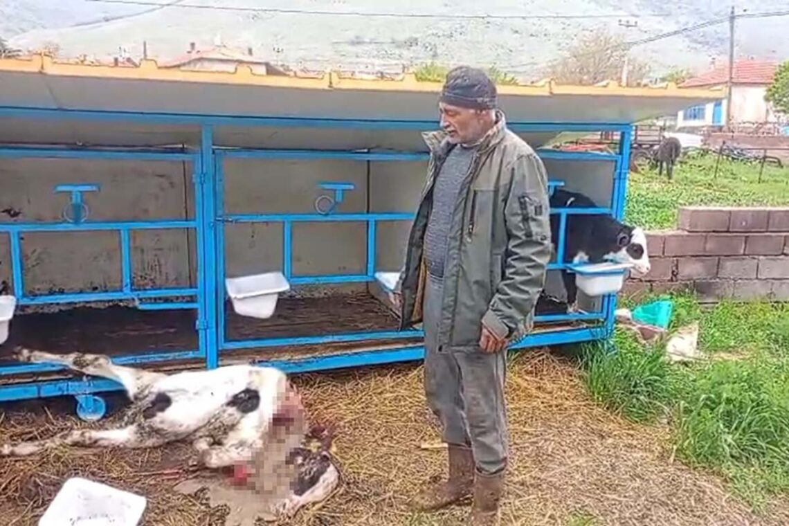 Fotoğraf: Fahri Mithat Korkusuz / İHA