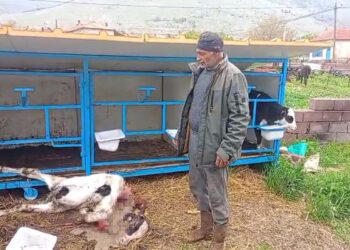 Karapınar’da başıboş köpekler buzağıyı telef etti