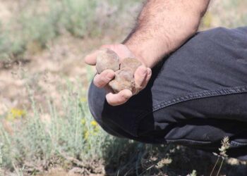 Karapınarlı mantar avcısı dolamandan araba ve arsa aldı
