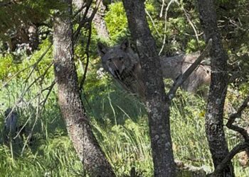 Yayla yolunda kurdu çağırdığı anlar ilgi çekti
