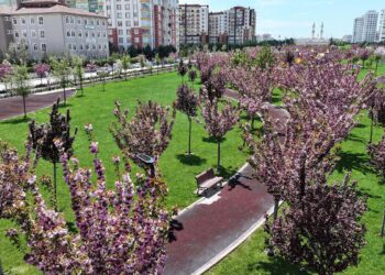 Japonya değil Konya: Şehirde “Sakura” mevsimi başladı