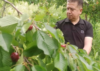 Akşehir kirazında rekolte sevinci: Hedef 30 bin ton