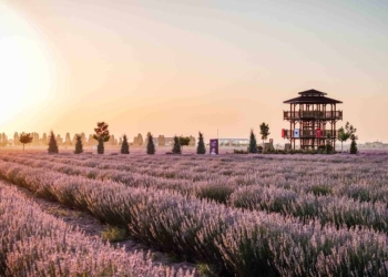 Karatay Lavanta Bahçesi 1 Temmuz’da, Festival 3 Temmuz’da başlıyor