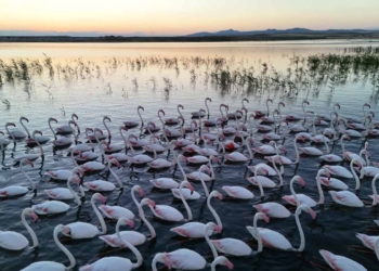 Flamingolar Tuz Gölü yolunda Hirfanlı’da konakladı
