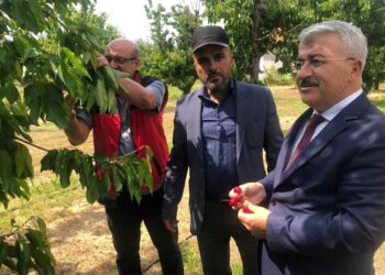 Akşehir kirazının üretim sürecine yönelik saha incelemesi yapıldı