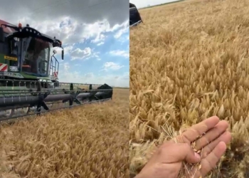 Karapınar’da arpa hasadı başladı