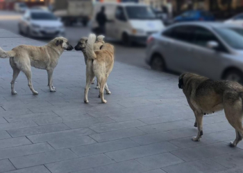İçişleri Bakanı Çiftçi’den Konya dahil 12 büyükşehre sokak hayvanları teşekkürü