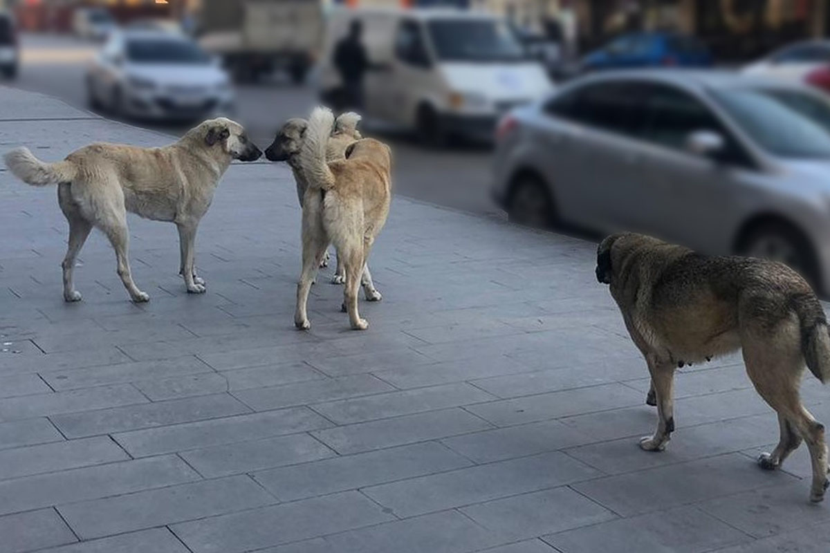Fotoğraf: İHA