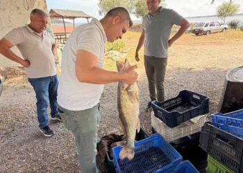 Beyşehir Gölü’nde balıklar tek tek kontrolden geçirildi