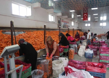 Türkiye’nin havuç üssü Konya’da hasat sevinci