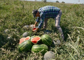Konyalı firmayla sözleşme yaptı, karpuzu tarlada kaldı