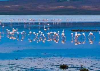 Kulu’da doğanın pembe misafirleri ‘Flamingolar’ görsel şölen sunuyor
