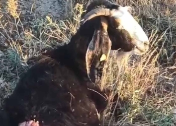 Seydişehir’de sokak köpeklerinin saldırdığı keçi son anda kurtarıldı