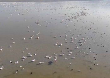 Akşehir Gölü’nde yıllar sonra pembe şölen