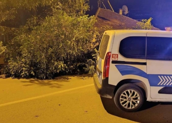 Beyşehir’de ceviz ağacının dalları yola devrildi