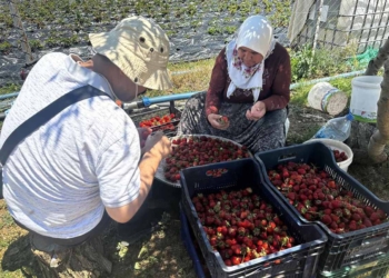 Hüyük’te çilek üretimi mahalle nüfusunu 700’e çıkardı