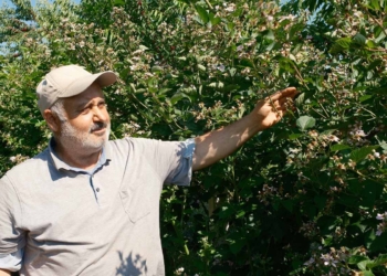 Fotoğraf :Büyükşehir Belediyesi