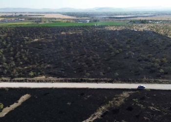 Konya’da alevler ağaçlık alanı sardı: 150 dekar yandı