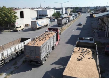 Konya’da buğday pazarının konukları: Güvercin sürüleri