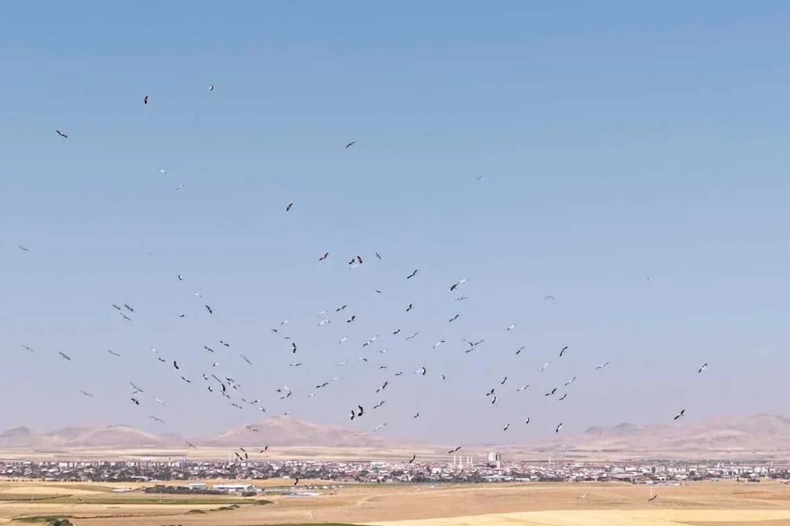 (Fotoğraf: Hikmet Tanırgan / İhlas Haber Ajansı / İHA)