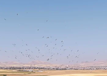 Düden Gölü’nde gökyüzünü leylekler doldurdu