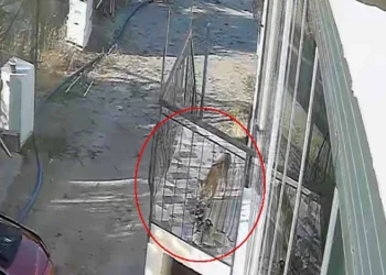 Konya’da kapı önündeki terliklerin gizemi çözüldü: Hırsız tilki çıktı