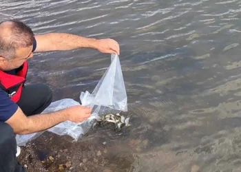 Beyşehir ve Hüyük’te göletlere yavru sazan takviyesi