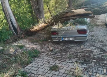 Beyşehir’de kuvvetli rüzgar ağacı kökünden söktü, otomobilin üzerine devrildi