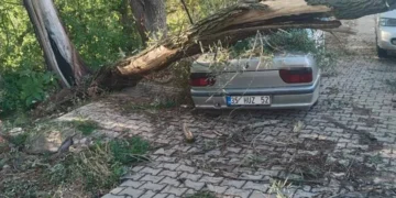 Beyşehir’de kuvvetli rüzgar ağacı kökünden söktü, otomobilin üzerine devrildi