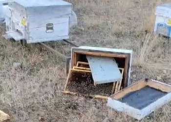 Bozkır’da ayılar arı kovanlarını talan etti