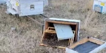 Bozkır’da ayılar arı kovanlarını talan etti